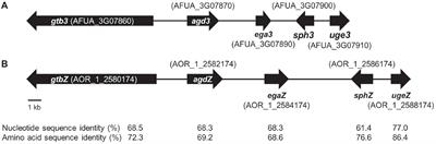 Both Galactosaminogalactan and α-1,3-Glucan Contribute to Aggregation of Aspergillus oryzae Hyphae in Liquid Culture